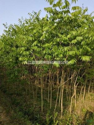 江西無患子 特征、用途與種植經營指南