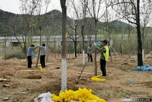 北京興延高速昌平段完成6600畝樹(shù)木栽植，構(gòu)筑京北綠色生態(tài)走廊