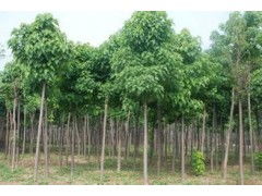 河南省太康縣國(guó)新苗木種植專業(yè)合作社 優(yōu)質(zhì)速生楸樹(shù)，規(guī)格齊全，大量供應(yīng)