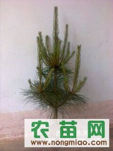 供應(yīng)各種規(guī)格營(yíng)養(yǎng)缽油松（30-120cm）——西裕村苗木基地，農(nóng)苗網(wǎng)專業(yè)推薦