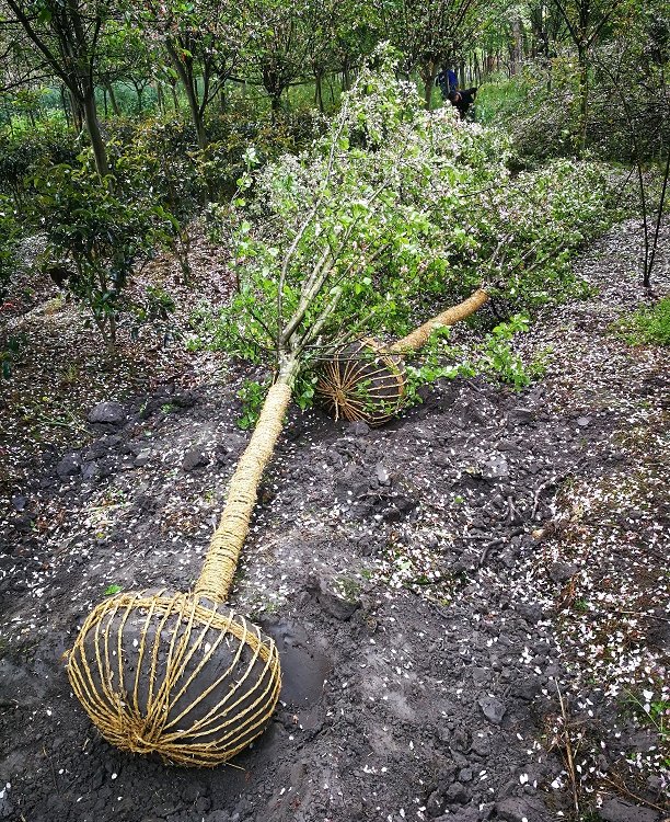 成都西府海棠種植基地 供應北美海棠，直發全國工程景觀